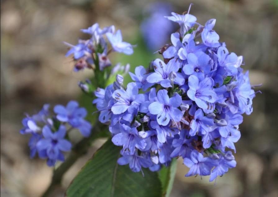 False Blue Sage Attracts Butterflies Bees and Hummingbirds LIVE 5" Pot