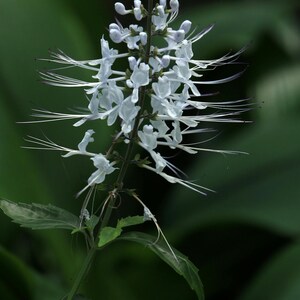 May include: A close-up of a white flower with long, thin stamens, resembling cat whiskers, against a blurred green background. The flower is in full bloom, showcasing delicate petals and a slender stem. The image highlights the intricate details of the plant.