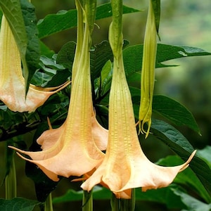 Peach Angel Trumpet Plant: Rare Fragrant Blooms live 6&quot; Pot