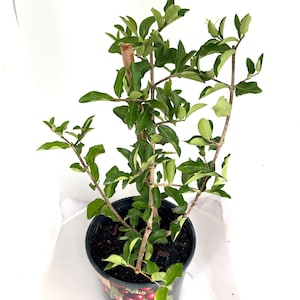 Barbados Cherry Tree Acerola Plant live 1 Gallon Pot