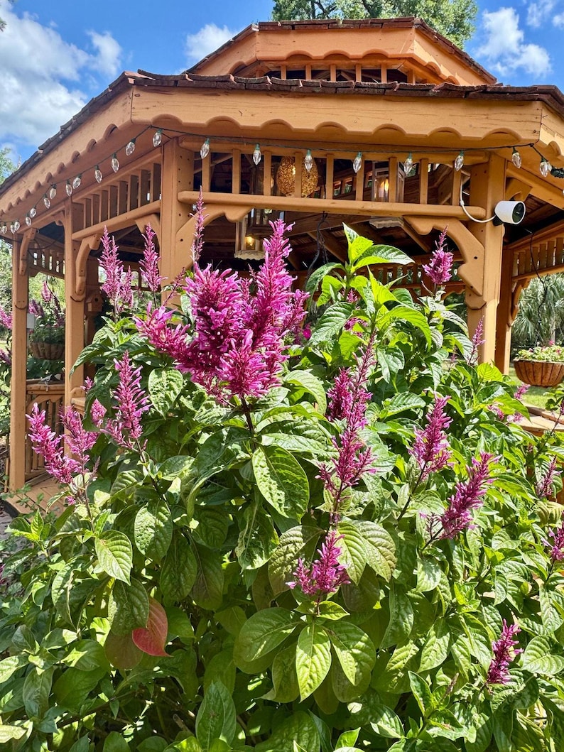 Purple Firespike Plant Tropical Hummingbird & Butterfly Attractor Live ...