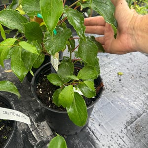 May include: A Kiwi Prolific plant in a black plastic nursery pot with vibrant green, serrated leaves and reddish stems. The plant is supported by a wooden stake and features a white plant tag with the text Kiwi Prolific clearly visible.