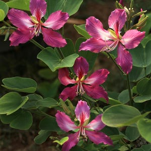 Hong Kong Orchid Tree Tropical Fragrant Blooms live 6 inch pot
