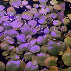 May include: A close-up shot of aquatic plants with round, green leaves floating on water. The leaves have a purple tinge, and the water reflects a purple light. The image highlights the texture and colour of the plants.