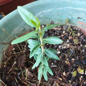 Olive plant with roots and soil, olive tree plant, olive tree mission, olive tree, live plant, rooted cuttings,olea europaea,wild olive tree