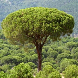Aleppo pine seeds, pinus halepensis seeds, aleppo pine seeds, bonsai seeds, loblolly pine seeds, pinus radiata, pines