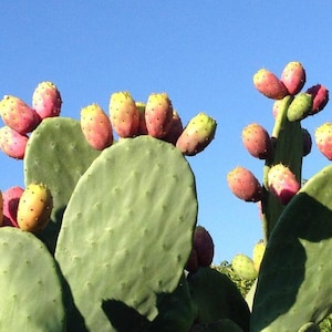 Prickly pear seeds, Opuntia ficus indica, 10 seeds, edible fruit, red prickly pear, nopal cactus, fig cactus, cactus pear