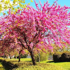 Liebesbaum Samen, Cercis siliquastrum Samen, Judasbaum Samen, Samen, Alpenveilchen Samen, Johannisbrotbaum Samen, Krapp Samen
