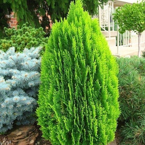 Thuja seeds, 10 seeds, thuja plant, thuja bush, thuya seeds, platycladus orientalis, thuja green plant, thuja plicata