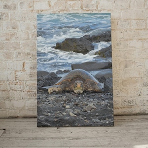 Hawaiian Sea Turtle Gallery Wrapped Canvas Wall Art - Ocean Wildlife Photography, Black Sand Beach, Hawaii