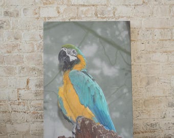 Canvas ara-canvas | Muurkunst tropische papegaai