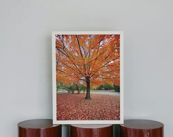 Impresión fotográfica de arce otoñal: decoración otoñal vibrante (descarga digital)