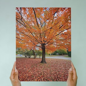 Vibrant Autumn Tree Gallery Wrapped Canvas - Colorful Fall Foliage Wall Art, Orange Leaves Landscape Canvas, Seasonal Nature Decor