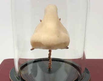 Rare Prosthetic Human Nose - Vintage Medical Nasal Prosthesis in Glass Cloche