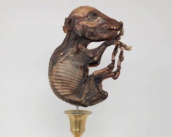 SALE! Real Large Fetal Piglet Specimen on Vintage Solid Brass and High Quality Wood Display