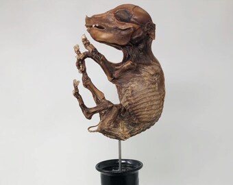 SALE! Real Large Fetal Piglet Specimen on Vintage Painted Pewter Display Stand