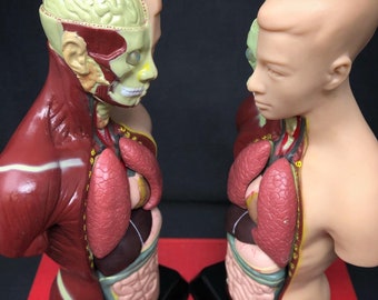 SALE! Vintage Human Anatomical Model with Real Wood Base Upgrade