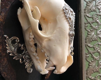 Memento Mori 3: Raccoon Skull and Horseshoe Display