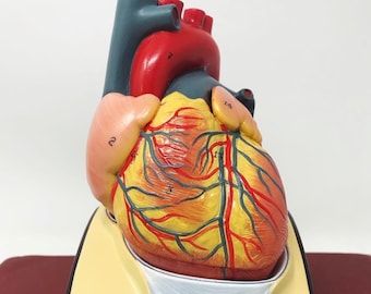 3 Part Human Heart Functional Anatomical Model with Wood Base
