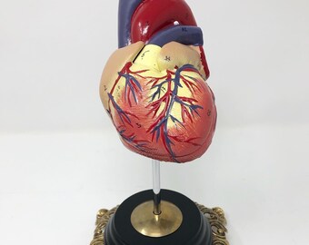 2 Part Human Heart Functional Anatomical Model Ornate Brass Footed Vintage 70s Stand