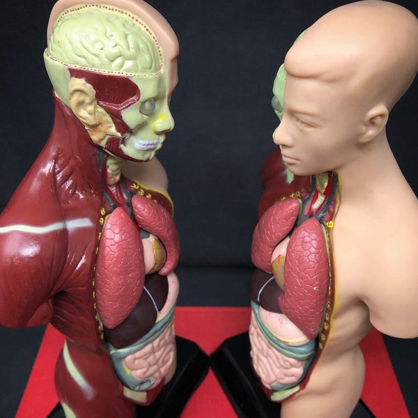 SALE! Vintage Human Anatomical Model with Real Wood Base Upgrade