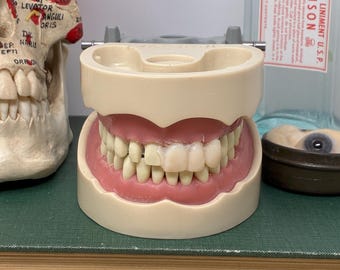 Dental Phantom Practice Mouth Model with Replaceable Teeth for Dental Student, Dentist, Medical or Oddities Collection, Cosplay, Prop