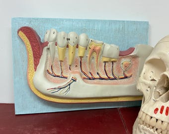 Large Bisected Human Tooth View 3D Dental Model for Dentist Office Wall Display - Movie Prop, Oddities, Medical Collection