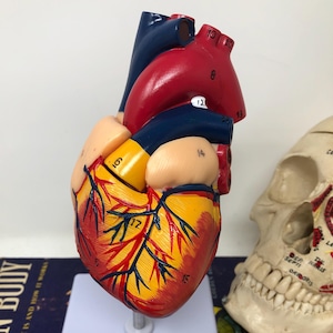 2-Part Human Heart Educational Anatomical Model with Stand and Opens - For Education, Cosplay, Movie Prop, Medical Collection Display