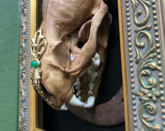 Memento Mori 4: River Otter Skull and Horseshoe Display
