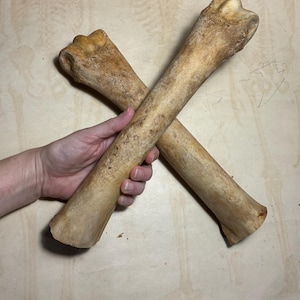 May include: Two large, weathered animal bones arranged in an X shape. The bones are light brown and tan in color with a textured, porous surface and prominent, rounded articular ends. The structure appears dense and solid with natural markings.