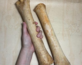 TWO Horse Cannon Leg Bones - Real Equine Bone - Nearly 13" Long