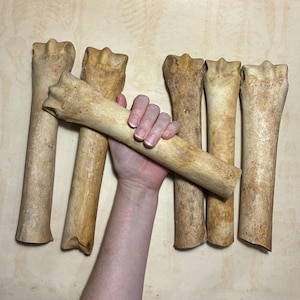 May include: Five cylindrical, light tan animal bones with textured, weathered surfaces and distinct, knobby joint ends. The bones are arranged in a vertical orientation, with one bone positioned horizontally across the center of the group.