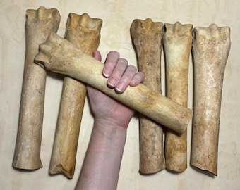 ONE Sawed Horse Cannon Leg Bone - Real Equine Bone - 9.5" to 10.5" Long