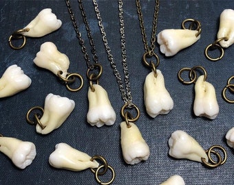 One Real Human Tooth Pendant Necklace with 1 Root or 2 Attached Roots