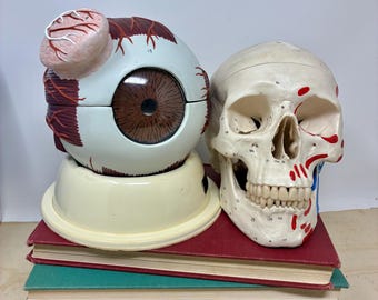 1950s Nystrom Brown Eye Anatomical Model with Stand - Large Educational, Movie Prop, Medical Collection Functional Display