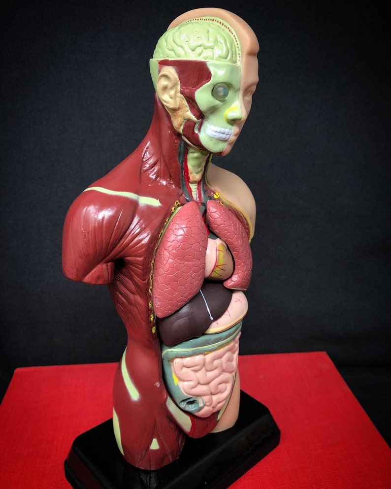 May include: A detailed anatomical model of a human torso, showcasing internal organs and musculature. The model is partially dissected, revealing the brain, lungs, heart, and digestive system. The model is mounted on a black base and set against a dark background.