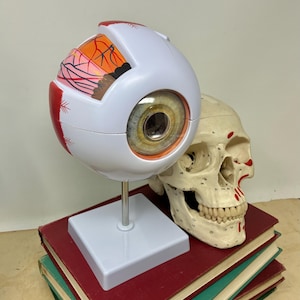 May include: An anatomical model of a human eye featuring a white sclera, a detailed iris, and visible internal structures, mounted on a silver post and square base, positioned next to a beige human skull model resting on a stack of three hardcover books.
