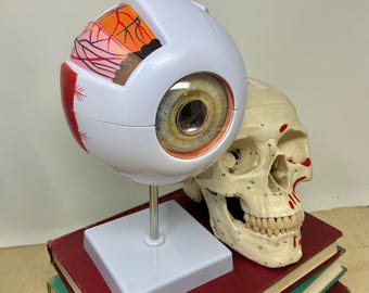 Human Eye Anatomical Model with Stand - Large Educational, Movie Prop, Medical Collection Functional Display