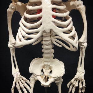 Réplique de squelette humain fœtal de jumeaux siamois sur pied avec véritable crâne triclops coeur d'animal image 7
