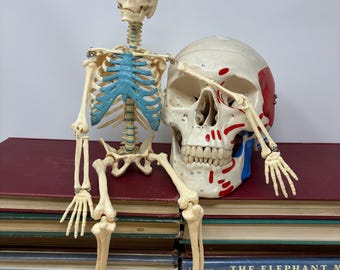 1960s Human 17" Skeleton Anatomical Model Functional Replica