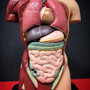 May include: A detailed anatomical model of the human torso, showcasing internal organs. The model features a cross-section view, revealing the lungs, heart, liver, stomach, and intestines. The model is painted in various colors to distinguish the different organs.