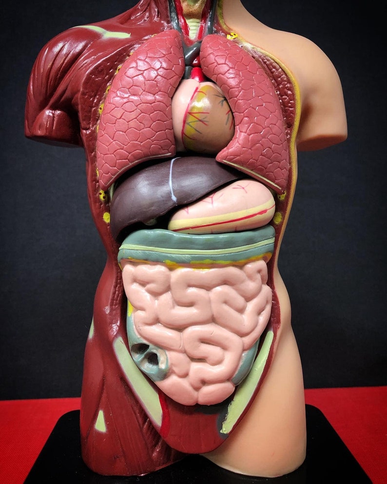May include: A detailed anatomical model of the human torso, showcasing internal organs. The model features a cross-section view, revealing the lungs, heart, liver, stomach, and intestines. The model is painted in various colors to distinguish the different organs.