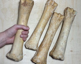 ONE 11" Horse Cannon Leg Bone - Real Equine Bone - Approx 11" Long