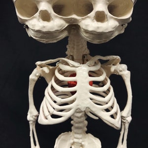 Réplique de squelette humain fœtal de jumeaux siamois sur pied avec véritable crâne triclops coeur d'animal image 5
