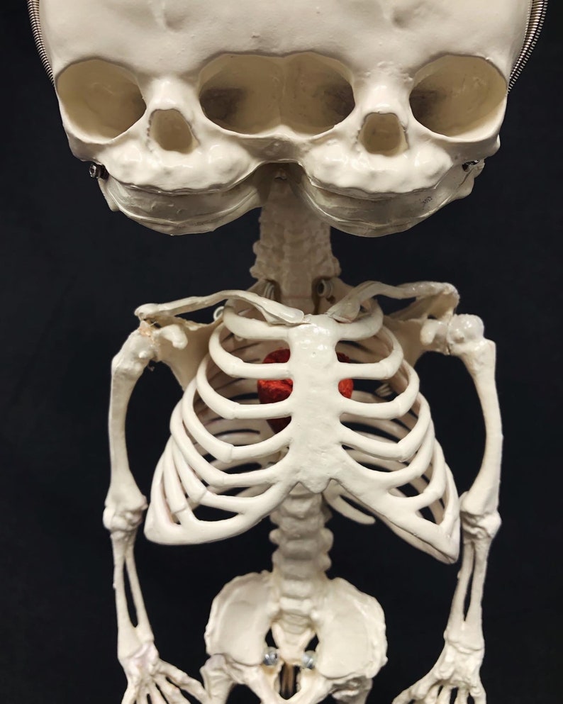 Réplique de squelette humain fœtal de jumeaux siamois sur pied avec véritable crâne triclops coeur d'animal image 5