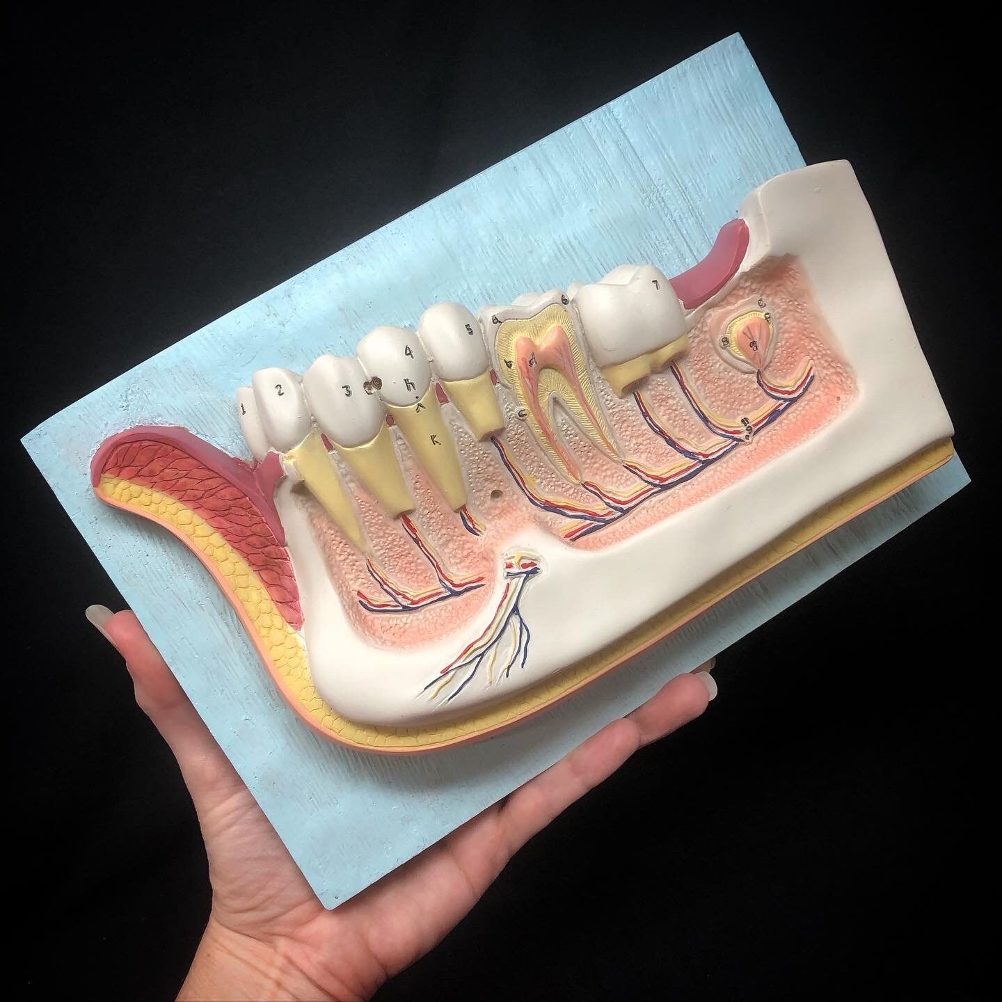 Large Bisected Human Tooth View 3D Dental Model for Dentist Office