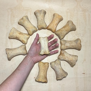 May include: A collection of eleven light tan, weathered animal bones arranged in a circular pattern. Each bone features a thick, cylindrical center with flared, textured ends. One bone is positioned in the center, while ten others form a ring.