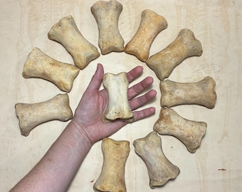 ONE Horse Long Pastern Leg Bone - Real Equine Bone - First Phalanx - Smaller Option