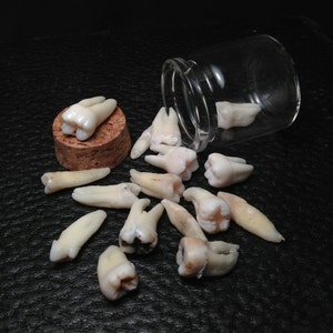 SIX HUMAN TEETH in Corked Glass Jar - Instant Collection of Real Human Teeth - Collection, Prop, Cosplay, Horror, Halloween, Dental, Medical