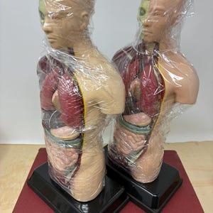 May include: Two anatomical torso models, each depicting the human body's internal organs. The models are partially wrapped in clear plastic. The internal organs are visible, with red and pink lungs, a green skull, and other internal structures. The models sit on black rectangular bases.